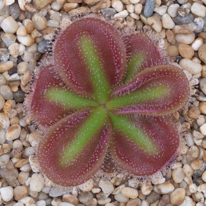 Drosera squamosa sand growing form